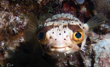 Burr Fish